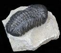 Nice, Austerops (Phacops) Trilobite #40132-2